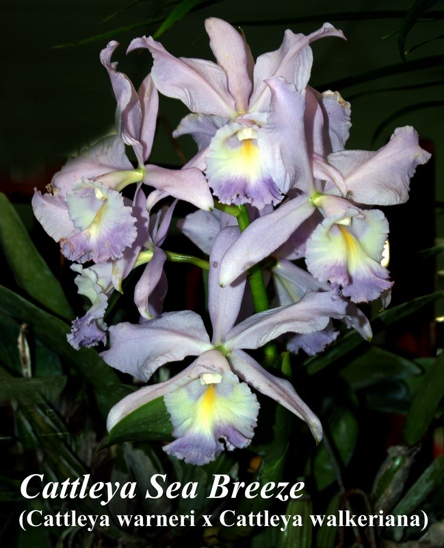 C. Sea Breeze  "Blue Ribbon" HCC/AOS 4" pot